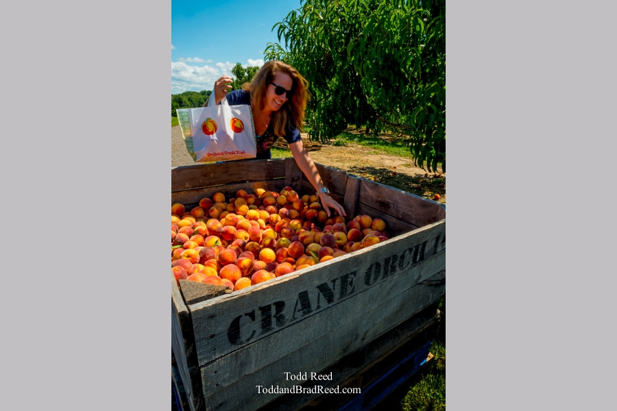 Peach Picking