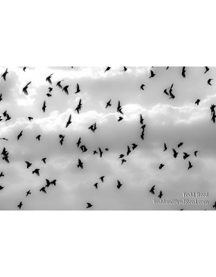 Bird Ballet