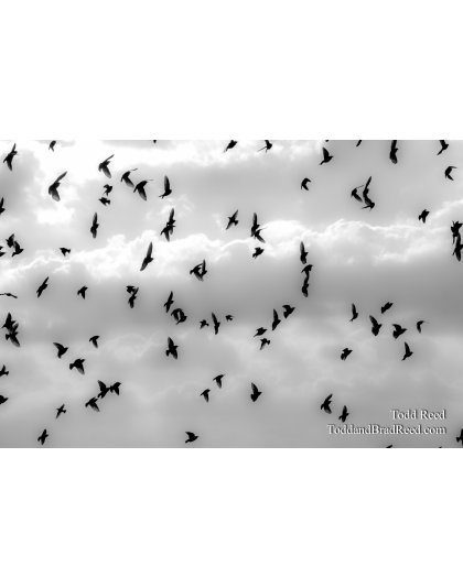 Bird Ballet