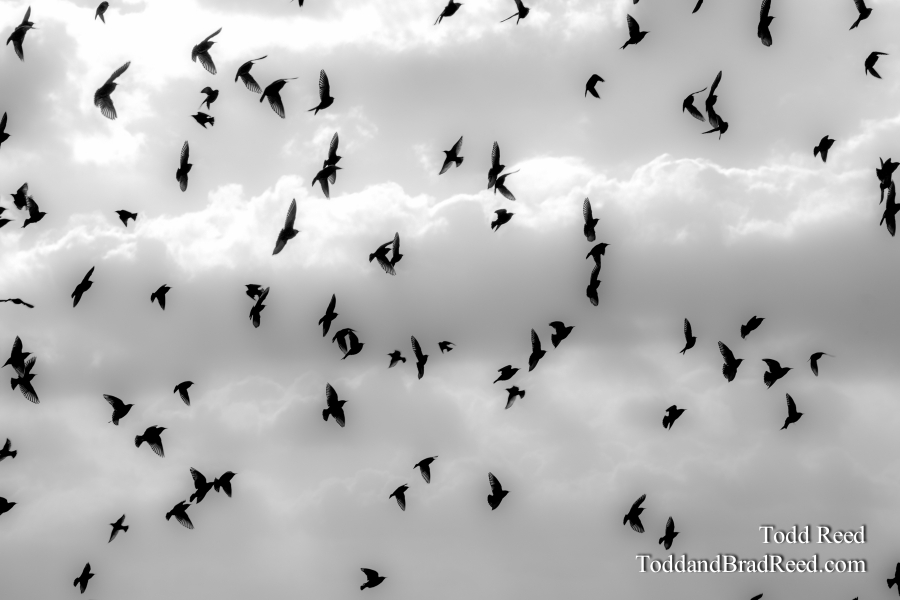 Bird Ballet
