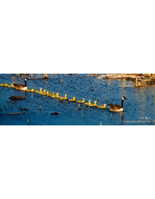 Lengthy Parade - Panoramic