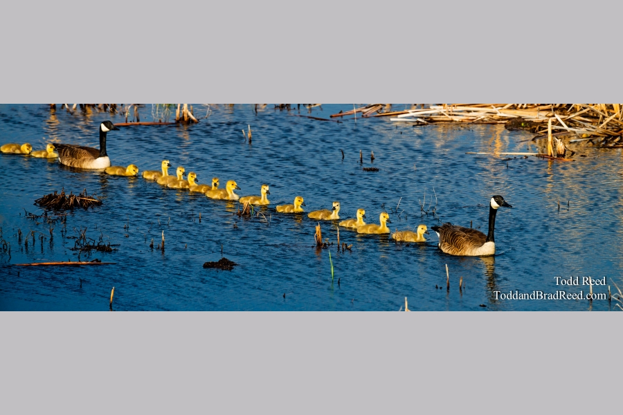 Lengthy Parade - Panoramic