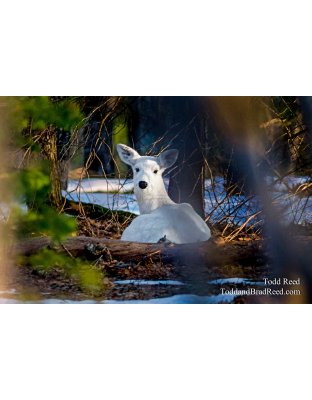 Polar Deer