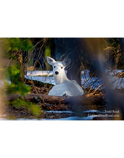 Polar Deer