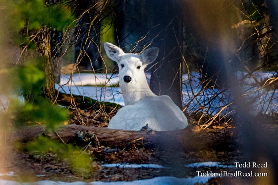 Polar Deer