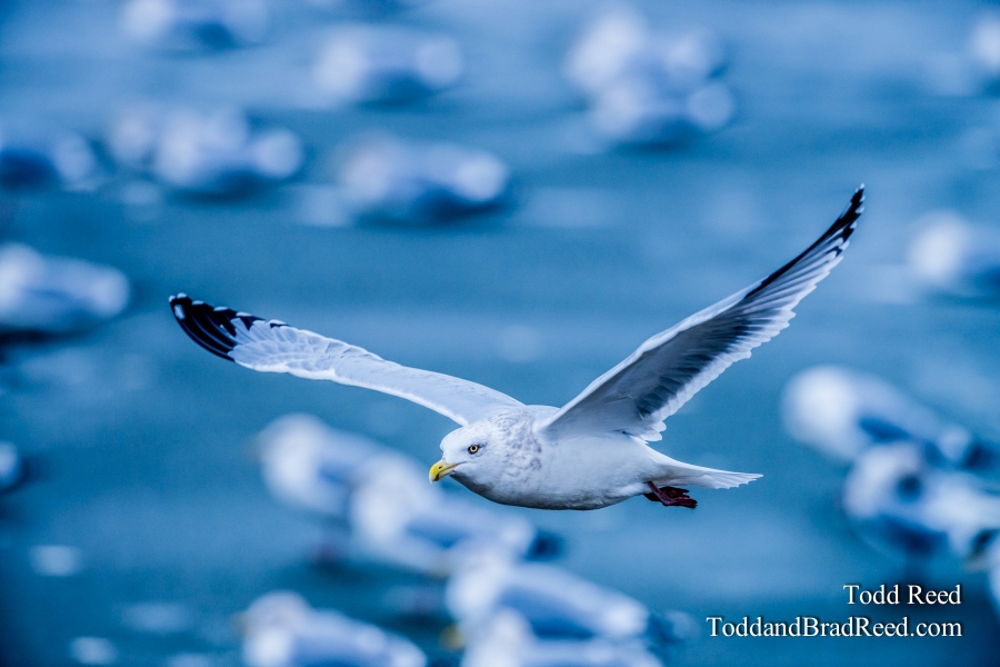 Into the Blue