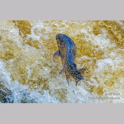 Life Leap