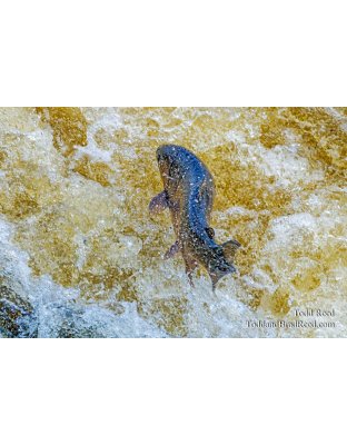Life Leap