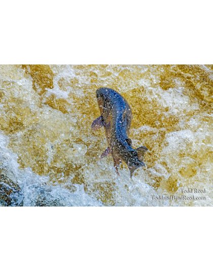 Life Leap