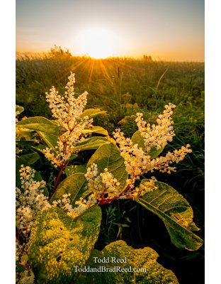 Marsh Glory