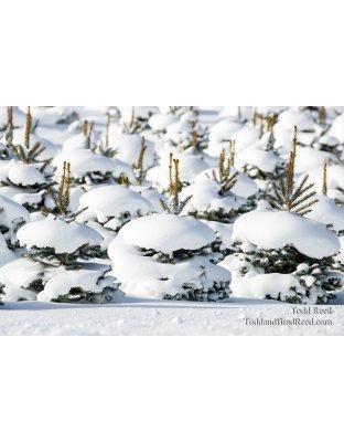 Snow Burgers