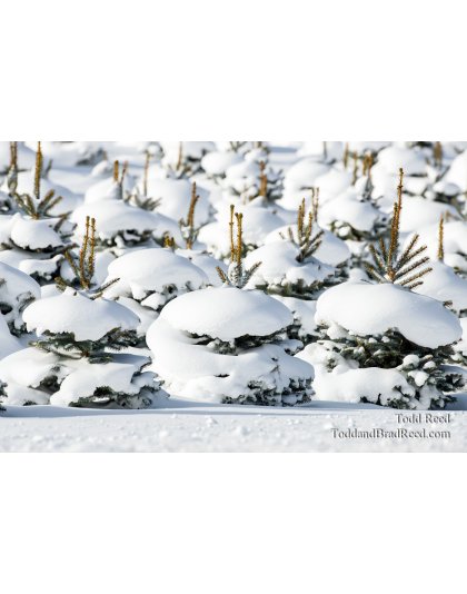 Snow Burgers