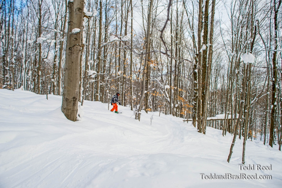 Michigan Glades