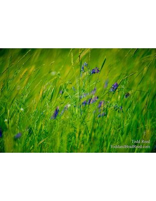 Monet's Field
