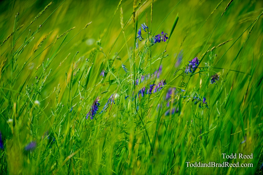 Monet's Field