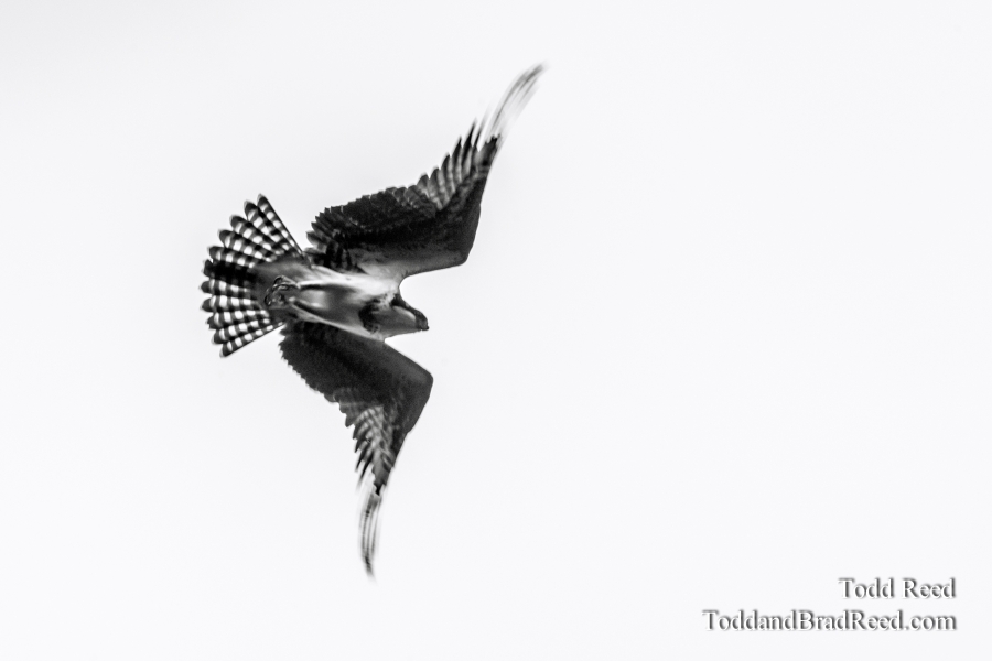 Incoming Osprey