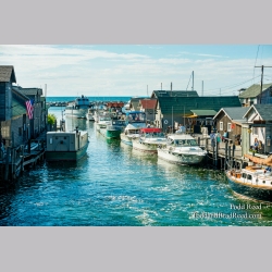 Summer in Fish Town