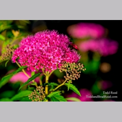 Shocking Pink