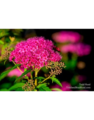 Shocking Pink