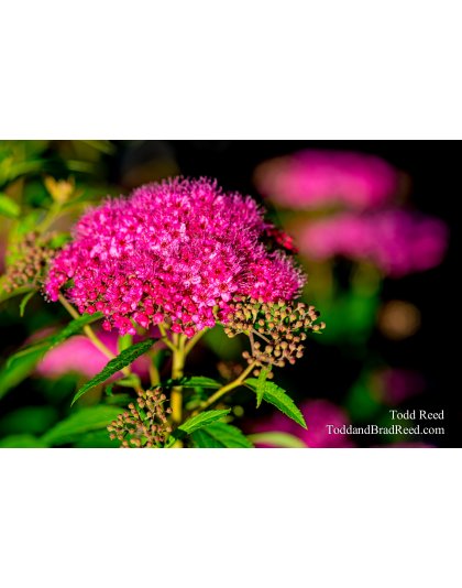 Shocking Pink