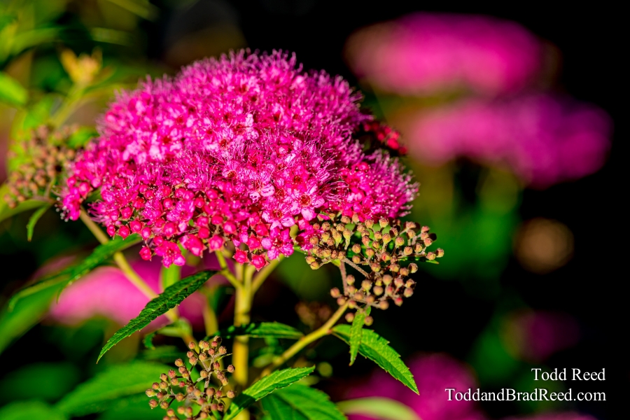 Shocking Pink