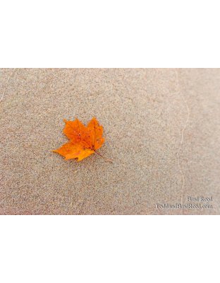 Fleeting Moment