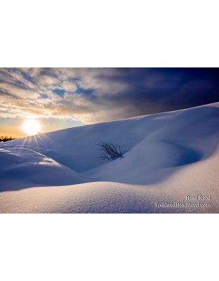 Winter Surprise