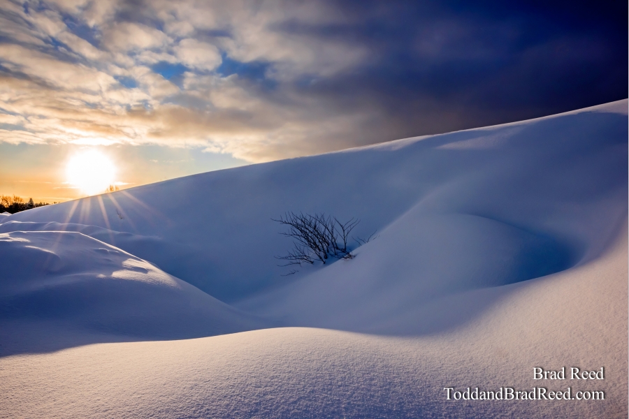 Winter Surprise