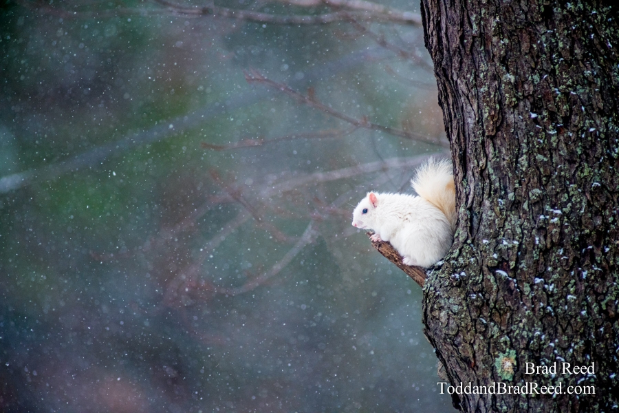 White Christmas Eve