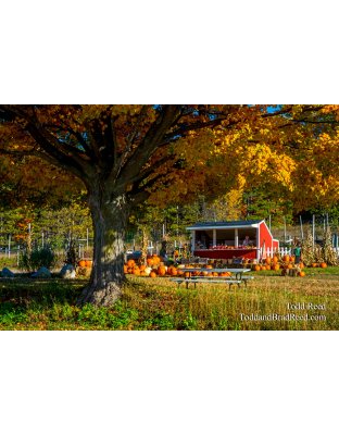 Roadside Stand