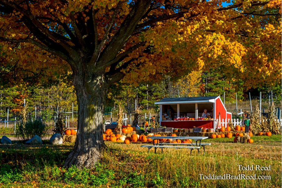 Roadside Stand