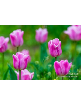 Holland Beauties