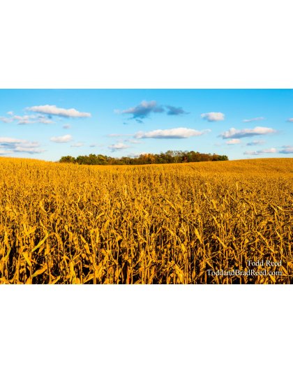 Kent County Corn