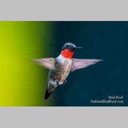 Ruby Throated Hummingbrd
