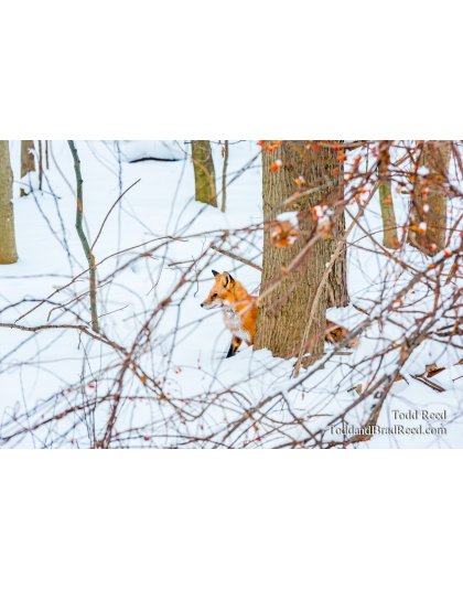 Winter Hunt