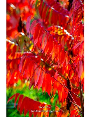 Dancing Sumac