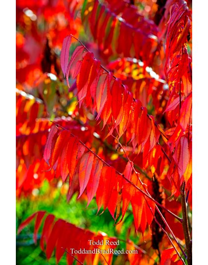 Dancing Sumac