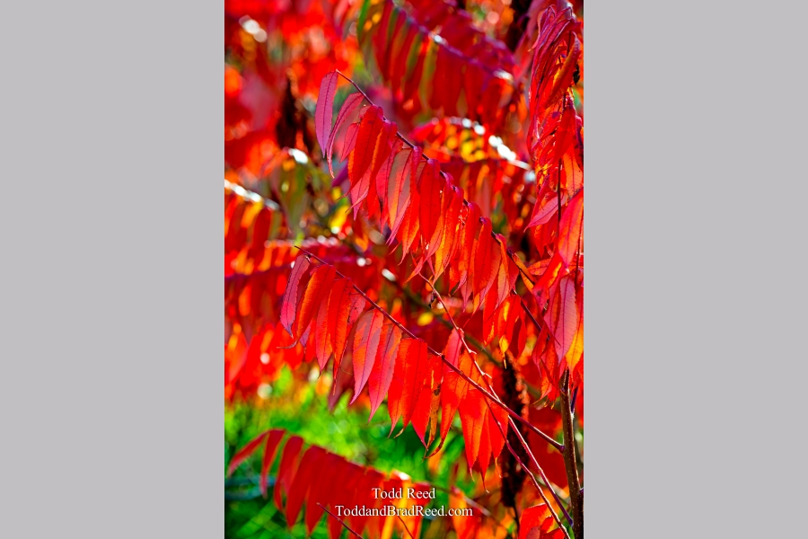 Dancing Sumac