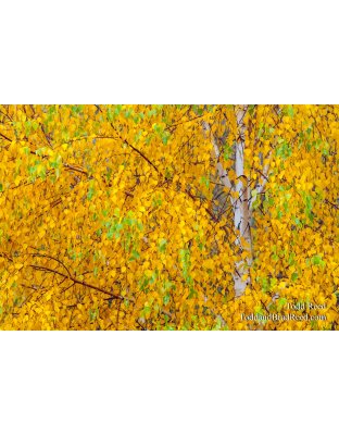 Birch Gold