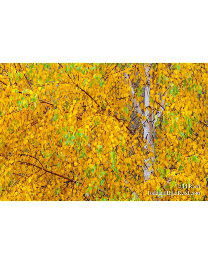 Birch Gold