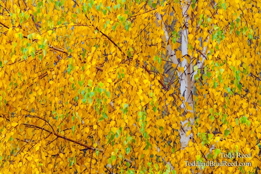 Birch Gold