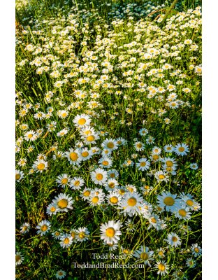 Daisies Gone Wild