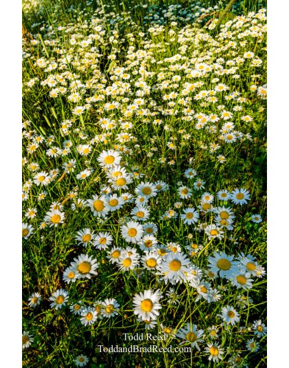 Daisies Gone Wild
