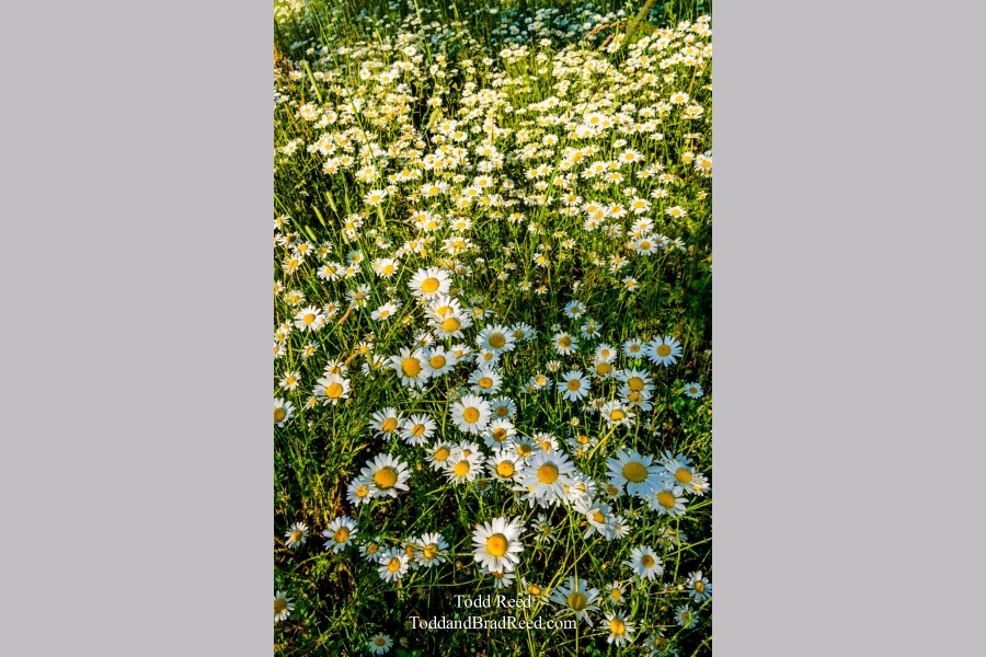 Daisies Gone Wild