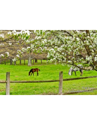 Springing to Life