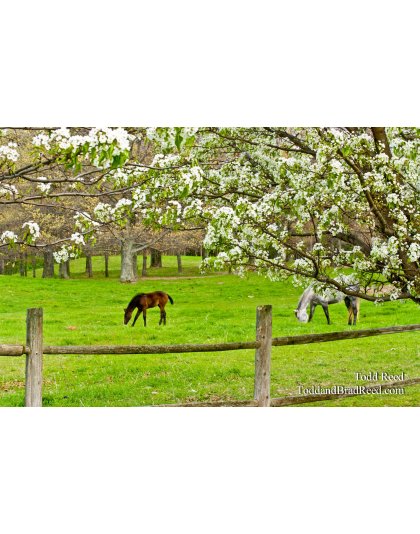 Springing to Life