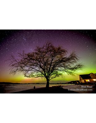 Tree of Light