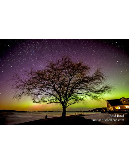 Tree of Light