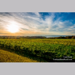 Grand Traverse Vinyard View