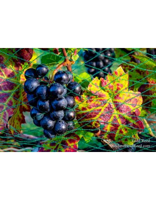 Fruit of the Vine